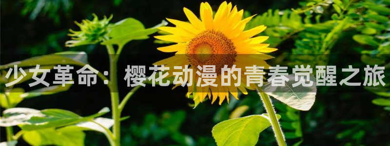 colamanage漫画下载：少女革命：樱花动漫的青春觉醒之旅